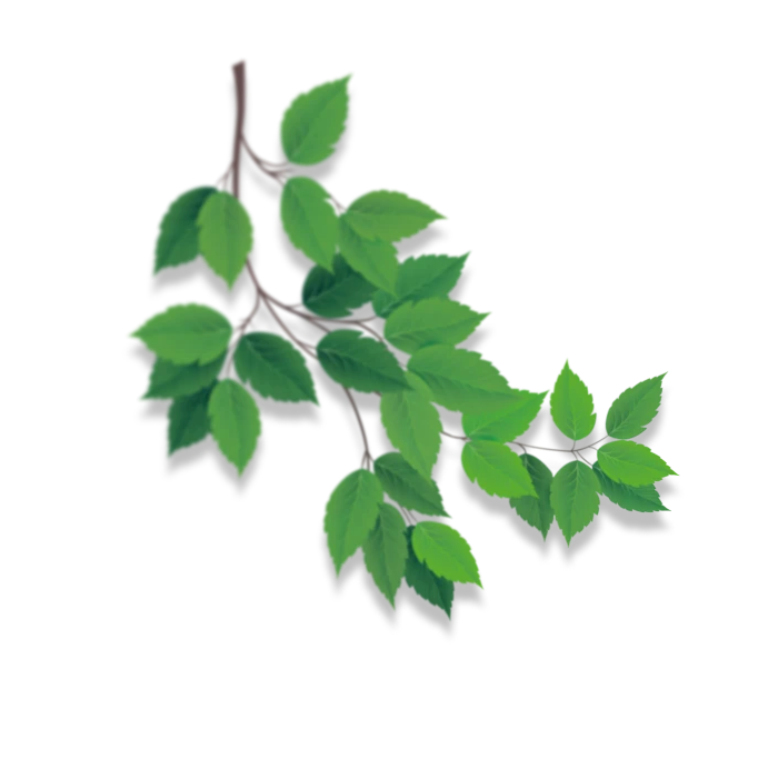 Leaf decoration left